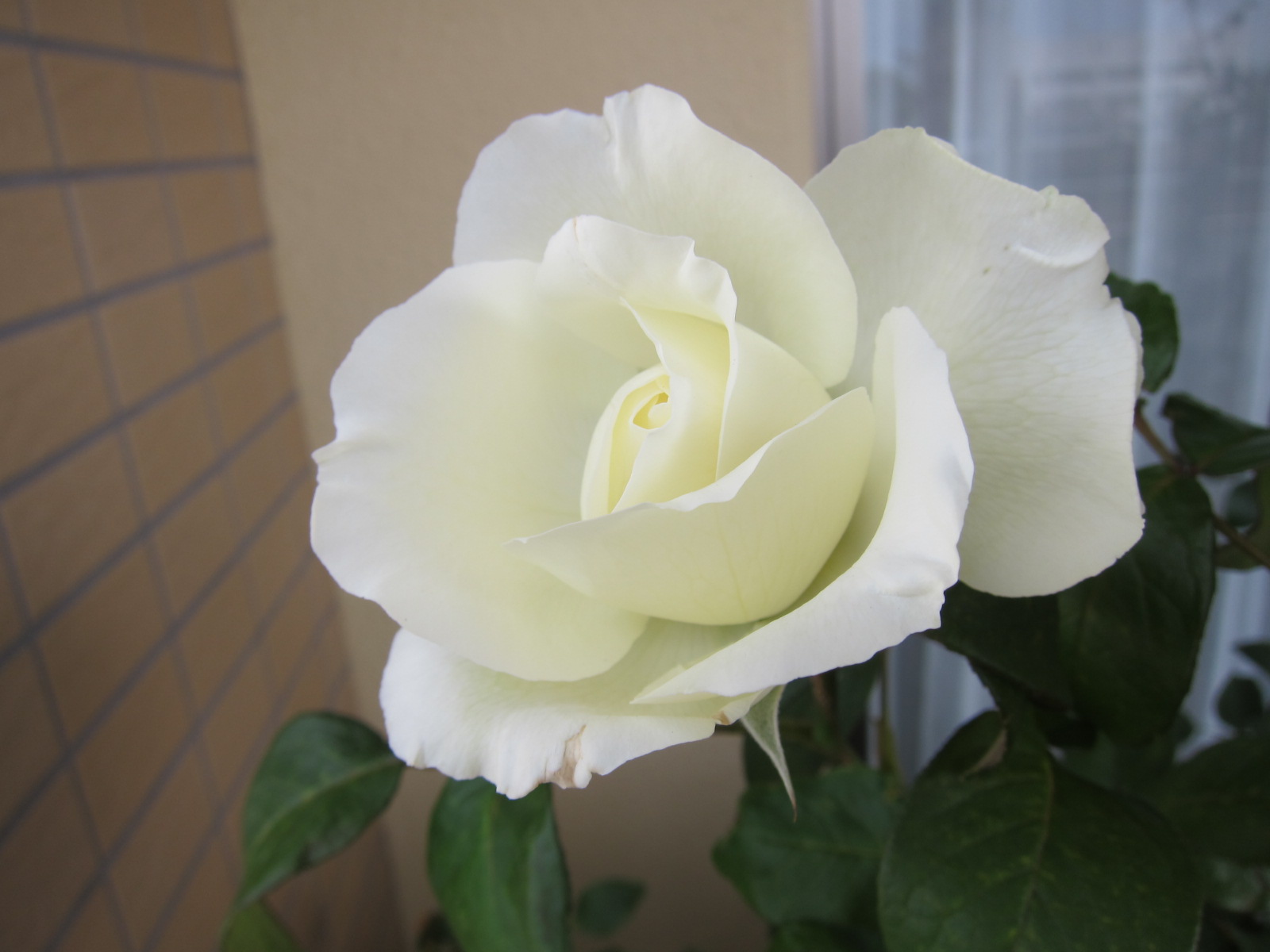 ブルゴーニュ18花目 Perfumed Garden